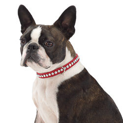 Do Your Puppy Accept Collar And Leashes